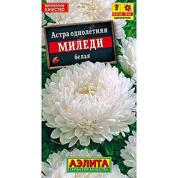 Астра Миледи белая Аэлита Ц 