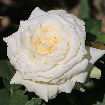 Роза чайно-гибридная Айсленд Садовита