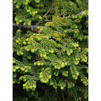 4034 Тсуга Канадская Жаклин Веркаде C4 25-30cm ,шт