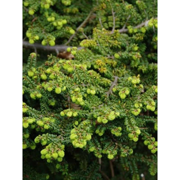 4034 Тсуга Канадская Жаклин Веркаде C4 25-30cm ,шт