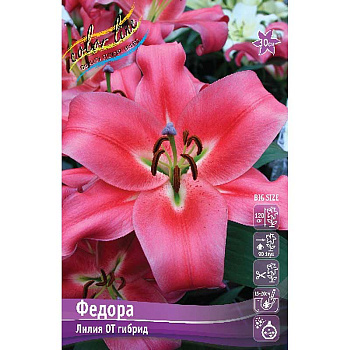 Лилия Федора 12/14 5 шт