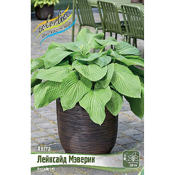 Хоста Лейксайд Мэверик 1 n 1 шт
