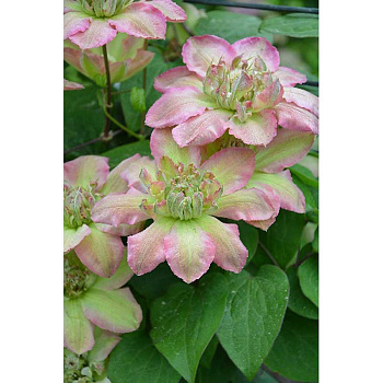 13320 Биг-Пак Клематис Писташио Кейк I 25 шт 