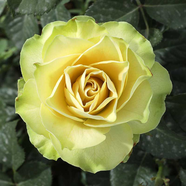 Роза чайно-гибридная Грин Фэшн Садовита