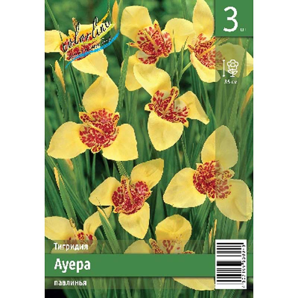 Тигридия Ауера 7/9 3 Эконом шт 