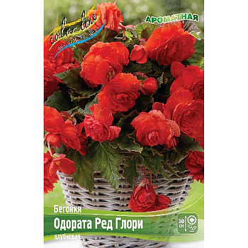 Бегония Одората Ред Глори 5/6 3 шт