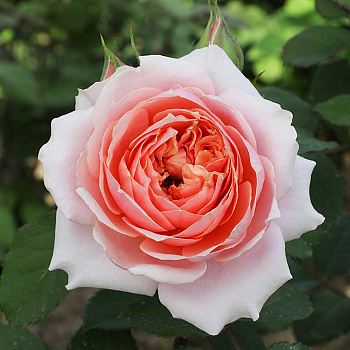 Роза флорибунда Мархензаубер Садовита