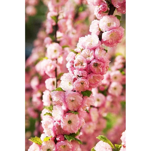 Миндаль Трехлопастный (Луизеания) Розенмунт P9