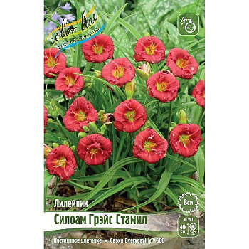 Лилейник Силоам Грэйс Стамил I 25 шт Биг-пак 7889