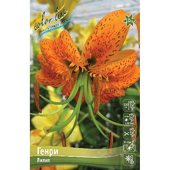 Лилия Генри 12/14 25 шт Биг-пак 10582