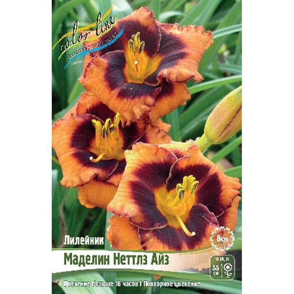Лилейник Маделин Неттлз Айз I 1 шт