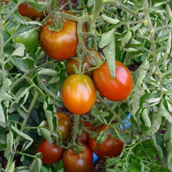 Семена Томат Черный принц 0,05 гр Садовита