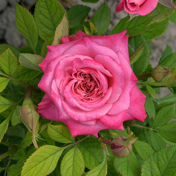 Роза Спрей Маргарита Садовита