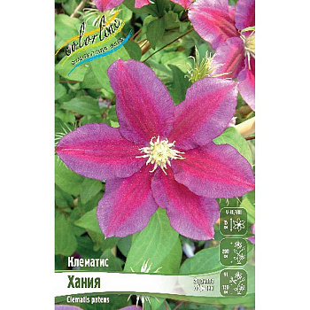 Клематис Хания I 25 шт Биг-пак 4607