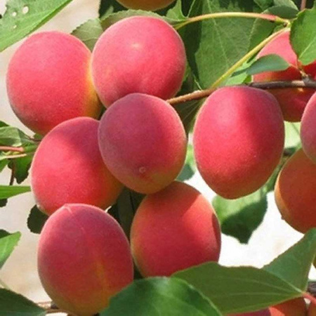 Абрикос Саратовский рубин