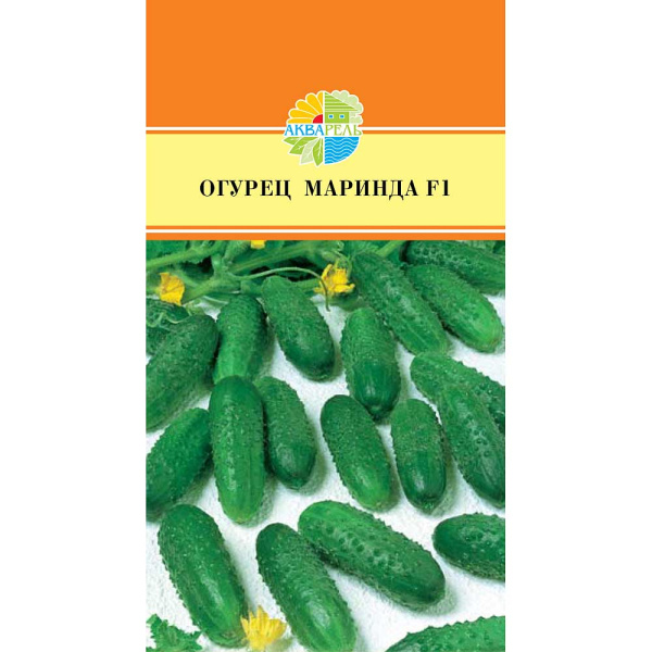 Огурец Маринда Маринда/Акварель