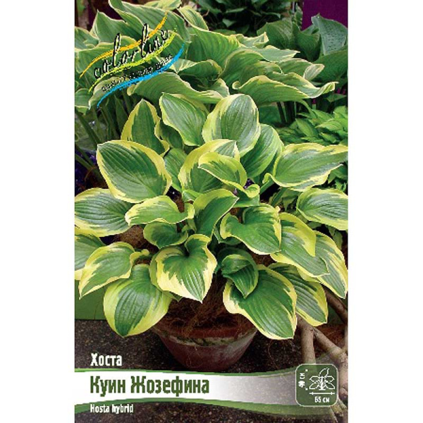 Хоста Куин Жозефина 1 n 1 шт