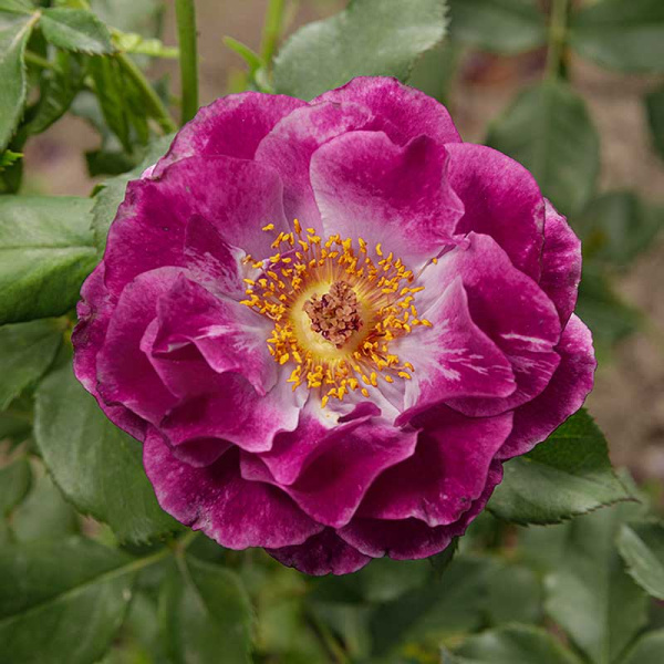 Роза флорибунда Уайлд блю йондер Садовита