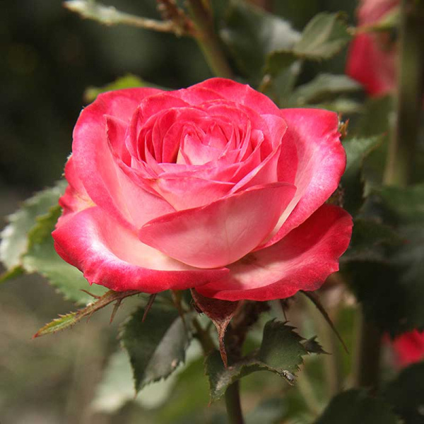 Роза спрей Сафина Садовита