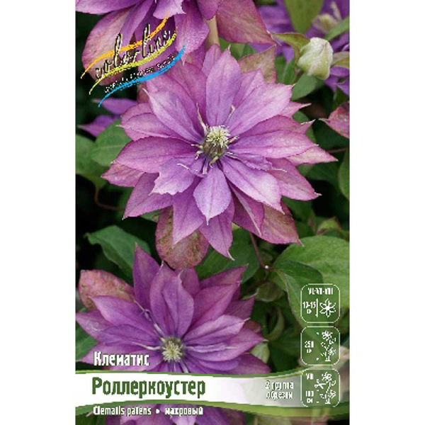 Клематис Роллеркоустер I 1 шт