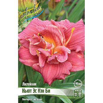 Лилейник Кьют Эс Кэн Би I 1 шт 