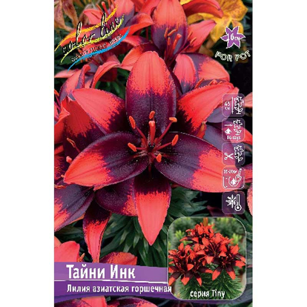 Лилия Тайни Инк 10/12 7 шт 