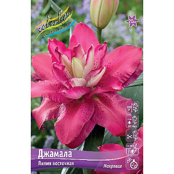 16206 Биг-Пак Лилия Джамала 16/18 25 шт