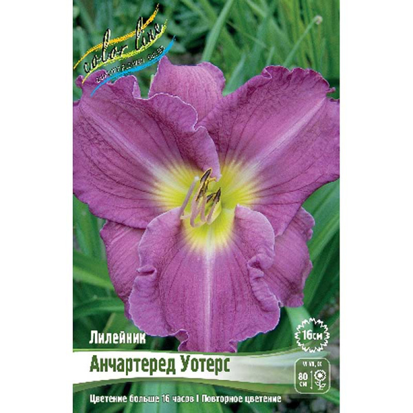 Лилейник Анчартеред Уотерс I 1 шт 