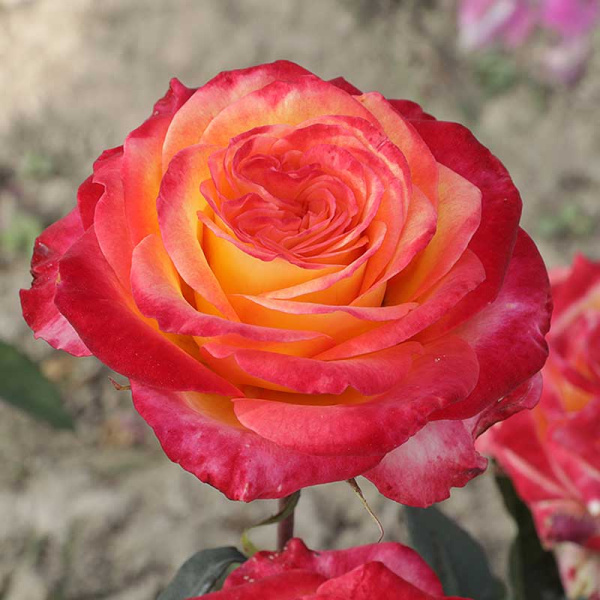 Роза чайно-гибридная Утопия Садовита