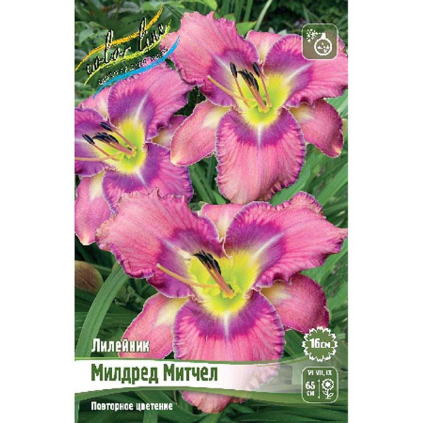 Лилейник Милдред Митчел I 1 шт 