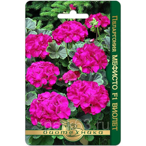 КОМ Пеларгония Мефисто Виолет Биотехника Ц 
