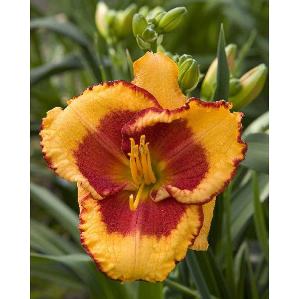 Лилейник Энди Кэнди I 1 шт 