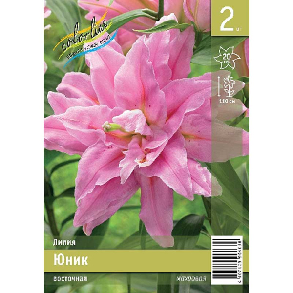 Лилия Юник 12/14 2 Эконом шт 