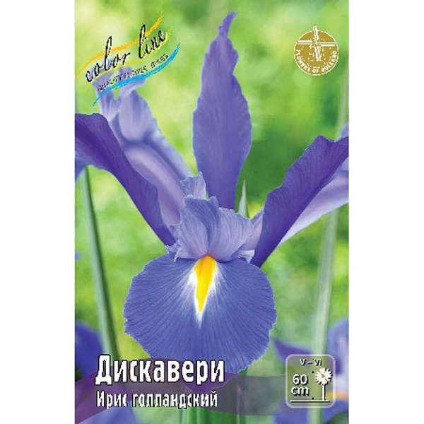 Ирис Голл. Дискавери 8/+ 10 шт