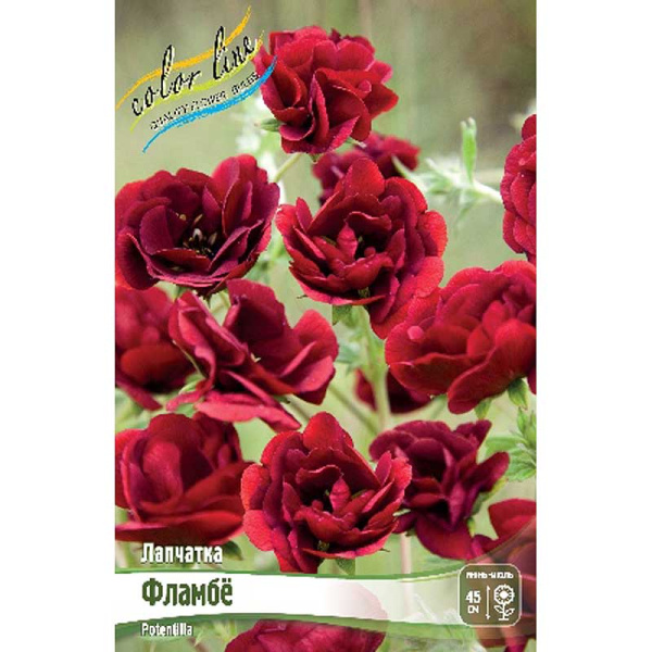 Лапчатка Фламбё I 1 шт