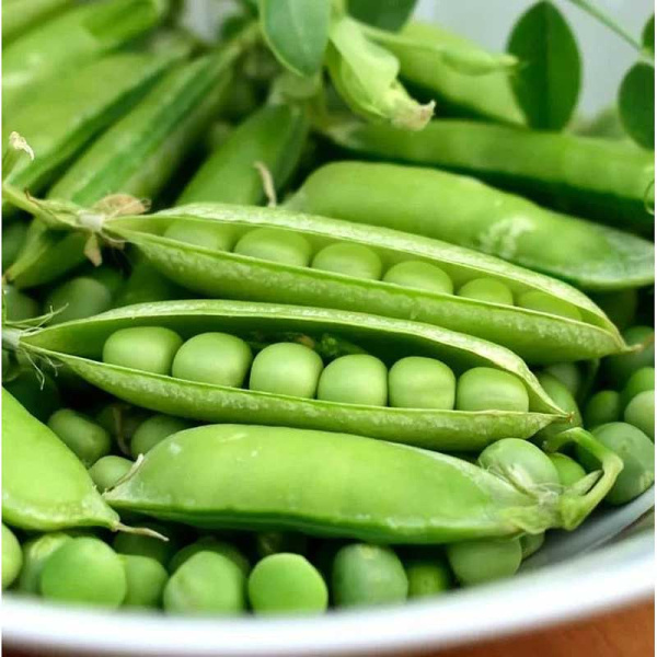 Горох Орегон Шуга сахарный 8г НК Ц