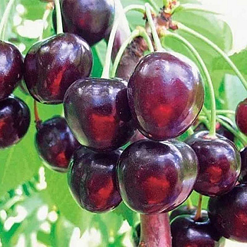Черешня Оленька Садовита