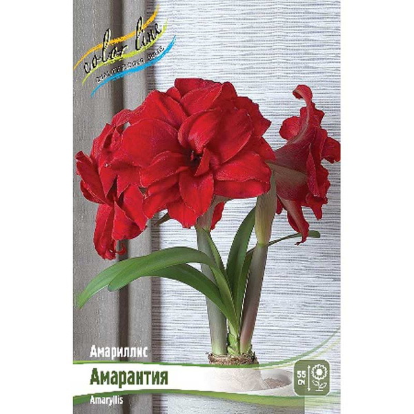 Амариллис Амарантия 22/24 8 шт Шоу-Бокс 13491