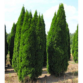 Туя Thuja occidentalis Fastigiata Р9 шт Садо 10349