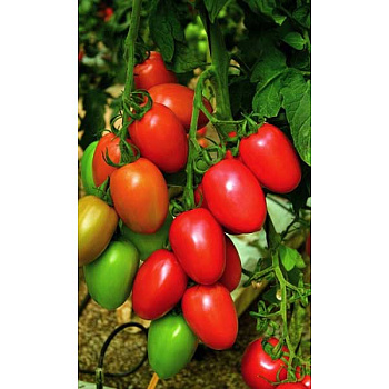 Семена Томат Фитоус Фитофтороустойчивый Марс Ц