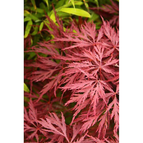 4115 Клен Дланевидный Гарнет C3 ,шт