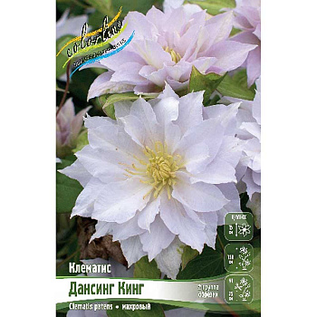 Клематис Дансинг Кинг I 1 шт