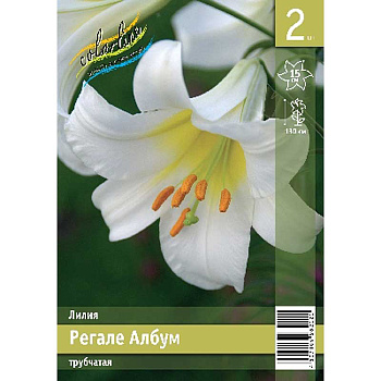 Лилия Регале Албум 12/14 2 Эконом шт 