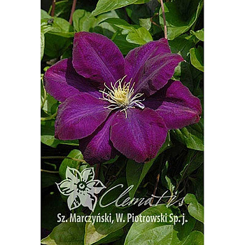 Клематис Монте Кассино P9