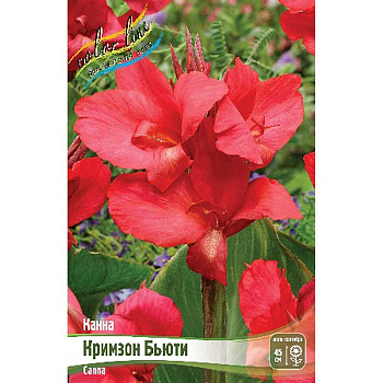 Канна (Зелен) Кримзон Бьюти I 1 шт