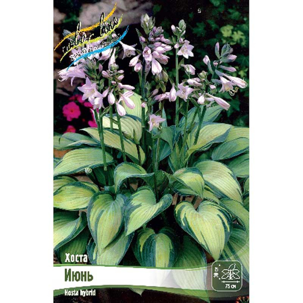 Хоста Июнь 1 n 1 шт