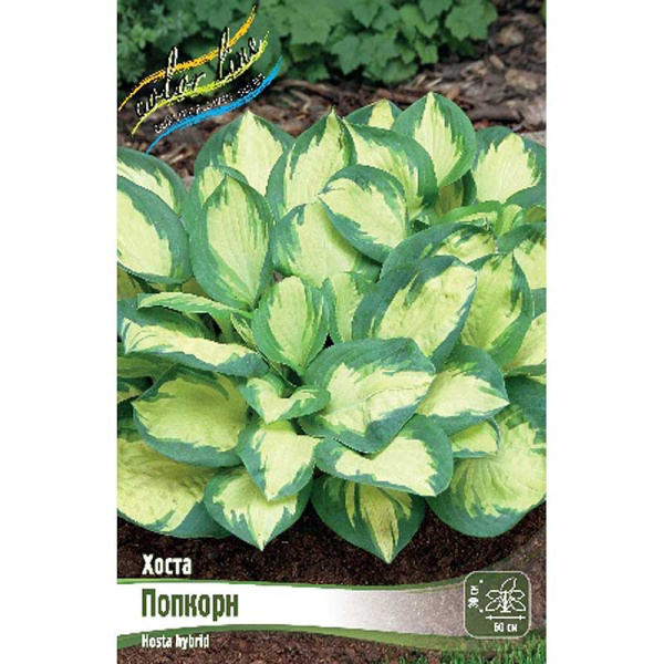Хоста Попкорн 1 n 1 шт