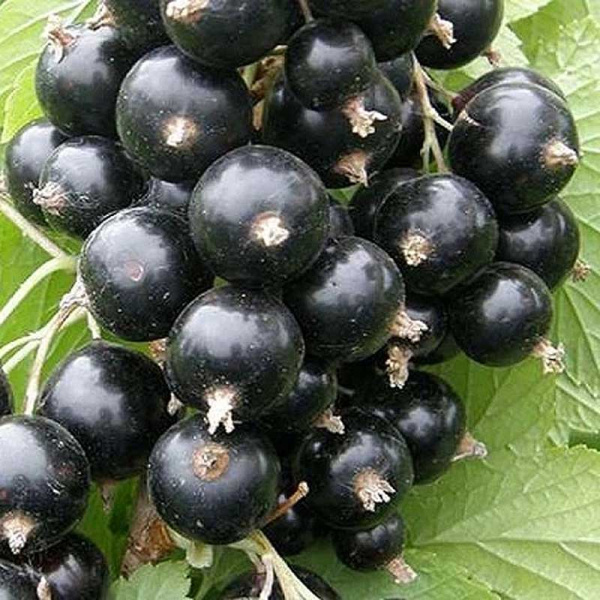 Смородина черная Гронисс Садовита