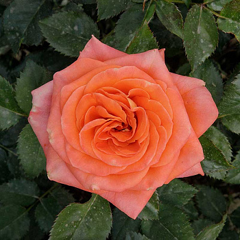 Роза шраб Эмильен Гийо Садовита