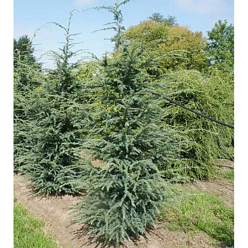 Тсуга Западная Глаука C4 50-60cm